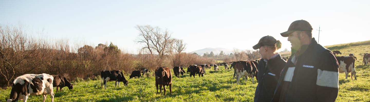Farmer couple in paddock amongst cows
