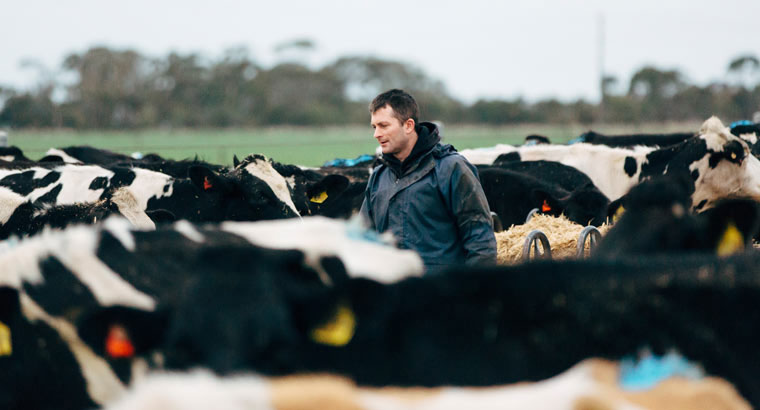 farmer in field with cows